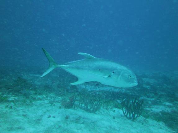 Mergulho em Playa del Carmen, no litoral do Yucatán, no México